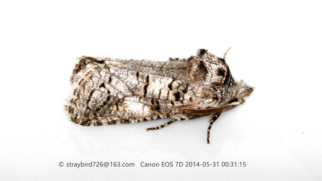 Catoptinae