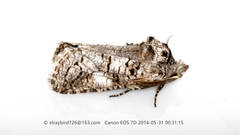 Catopta albimacula