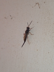 Calosotinae