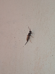 Calosotinae