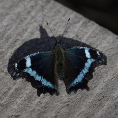 Kaniska canace nojaponicum