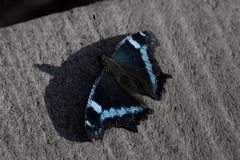 Kaniska canace nojaponicum