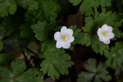 Anemonastrum flaccidum