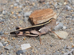 Macrocara conglobata