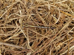 Phanogomphus lividus