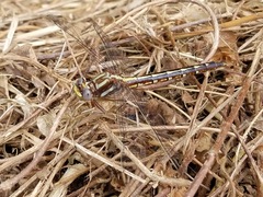 Phanogomphus lividus