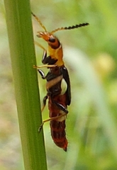 Carphurus fasciculatus