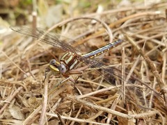 Phanogomphus lividus