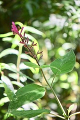 Salvia involucrata