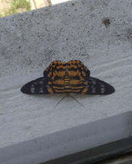 Dysphania subrepleta