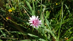 Crepis rubra