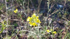 Aurinia sinuata