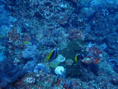 Heniochus singularius