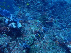 Heniochus singularius