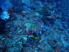 Heniochus singularius