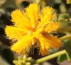 Acacia stellaticeps