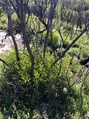 Eucalyptus stricta