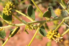 Acacia stellaticeps