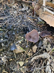 Geoscypha violacea