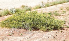 Acacia stellaticeps