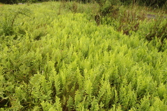 Thelypteris confluens