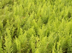 Thelypteris confluens