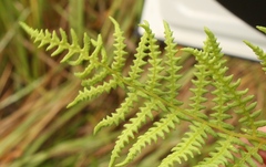 Thelypteris confluens