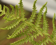 Thelypteris confluens