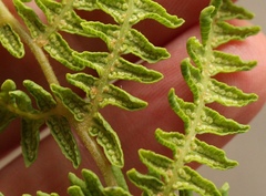Thelypteris confluens