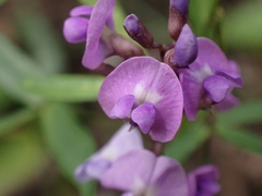 Glycine microphylla