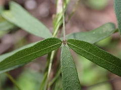 Glycine microphylla