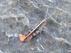 Clepsydria variegata