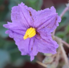 Solanum diversiflorum