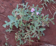 Solanum diversiflorum