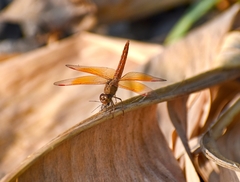 Brachythemis contaminata