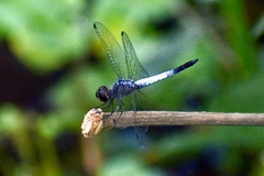 Brachydiplax