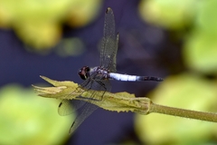 Brachydiplax sobrina