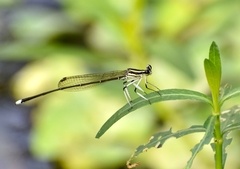 Pseudocopera ciliata