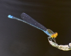 Pseudagrion rubriceps