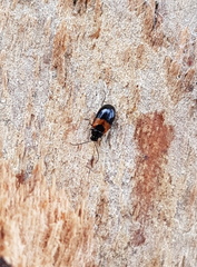 Monolepta minima