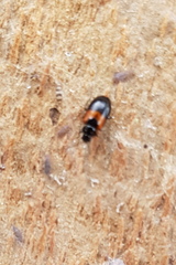 Monolepta minima