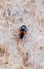 Monolepta minima