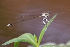 Pseudocopera ciliata