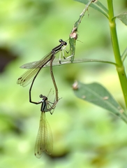 Pseudocopera ciliata