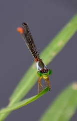 Ceriagrion cerinorubellum