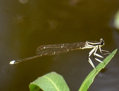 Pseudocopera ciliata