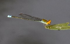 Pseudagrion rubriceps