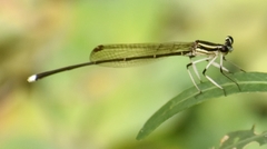 Pseudocopera ciliata