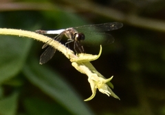 Brachydiplax sobrina