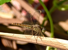 Brachythemis contaminata